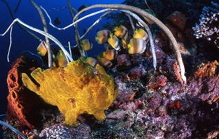 Frog Fish