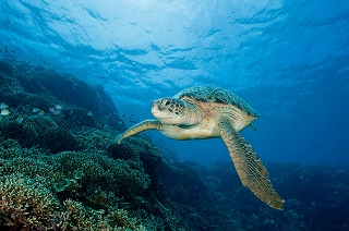 Turtle_Thalassa