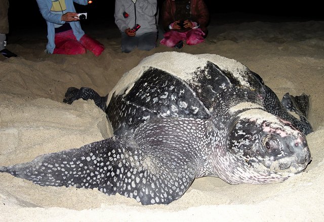 leatherback turtle-2