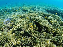 ムンジャンガン珊瑚