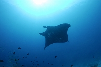 komodo1