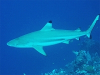 Carcharhinus-melanopterus