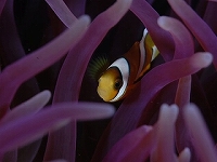 anemonefish2