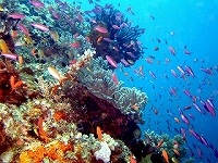 coralreef3