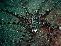 mimic-octopus5