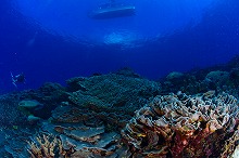 kosrae_coral1