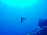 kosrae_diving4