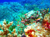 kosrae_diving7