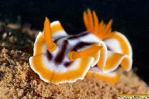 new_Nudi060909b