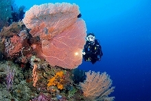 diving_halmahera_weda18