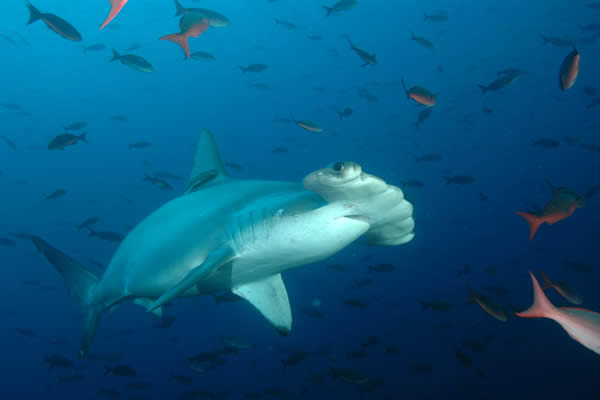 galapagos-hammerhead