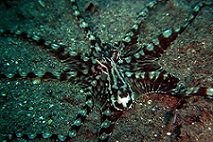 mimic-octopus5
