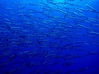 kosrae_diving2