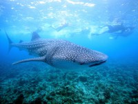 Maldivian Stars (14)