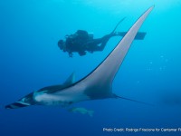 DSC_0105-manta-gigante-buzo-fernando