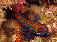 mandarin-fish1