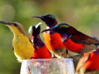 www.the-three-p.com-romblon-island-underwater-diving-philippines-wild-Olive-backed-sunbirds-Cinnyris-jugularis-and-Purple-throated-sunbirds-Leptocoma-sperata-Wolfgang-Holz-600x400