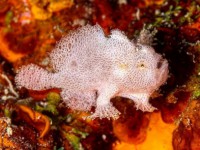 www.the-three-p.com-romblon-island-underwater-macro-photography-scuba-diving-Philippines-Antennatus-coccineus-Scarlet-Frogfish-Gerald-Fischer-2-460x295