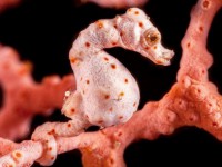 www.the-three-p.com-romblon-island-underwater-macro-photography-scuba-diving-philippines-Hippocampus-denise-Spotted-Pygmy-Seahorse-Gerald-Fischer-460x295