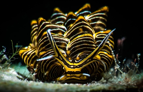 www.the_three-p.com-romblon-resort-experience-macro-photography-scuba_diving_brook_peterson_02_cyerce_nigra_nudibranch-460x295