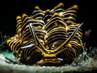 www.the_three-p.com-romblon-resort-experience-macro-photography-scuba_diving_brook_peterson_02_cyerce_nigra_nudibranch-460x295